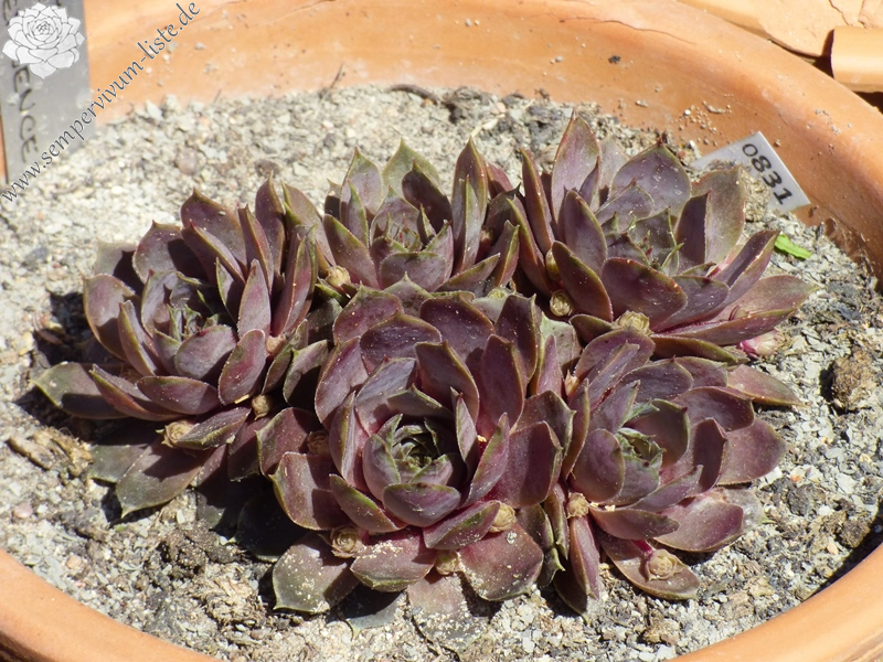 センペルビウム Andinn Grey Eminence Andinn Grey Eminence | Sempervivum-Liste